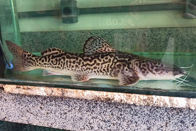 surubim-do-doce noticia.jpg