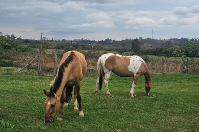 noticia _1_ - adocao cavalos tiradentes.jpg