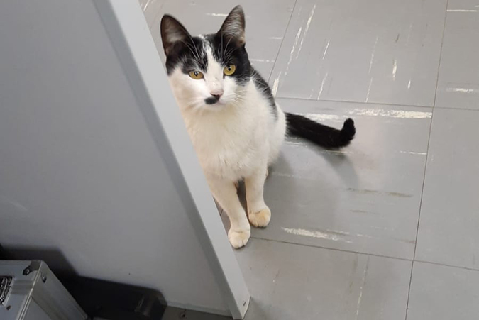 gata chiquinha _1_.jpg