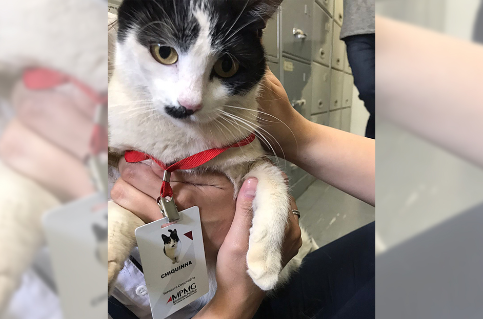 gata chiquinha destaque.jpg