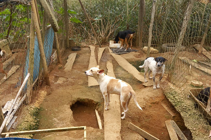 Pedra Dourada maus-tratos animais noticia.jpg