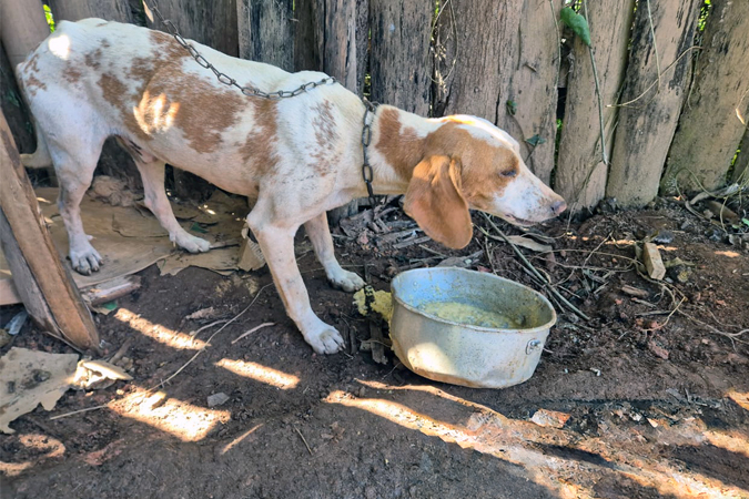 Pedra Dourada maus-tratos animais noticia6.jpg