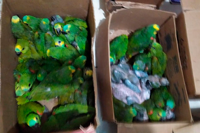 cativeiro_januaria_NOTICIA01.jpg
