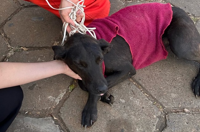 Bocaiuva - cuidados animais.jpg