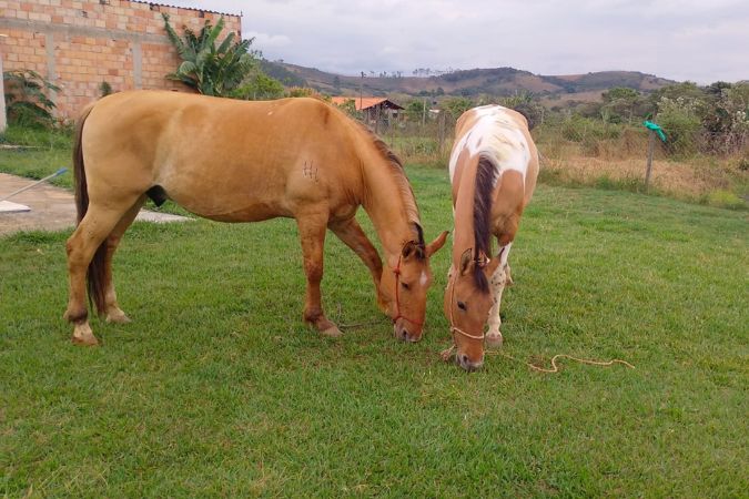 noticia _2_ - adocao cavalos tiradentes.jpg