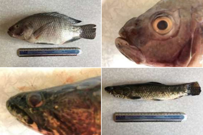 Acordos que transformam Itabira Rio de Peixe noticia.jpg